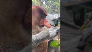 Changlong Proboscis Monkey Naga Eating Mango Leaves Come to Changlong and Let Go Changlong Wild [upl. by Partan]