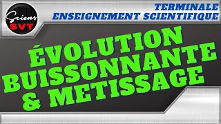 EVOLUTION BUISSONNANTE amp METISSAGE  EVOLUTION HUMAINE  TERMINALE ENSEIGNEMENT SCIENTIFIQUE [upl. by Ennairol]