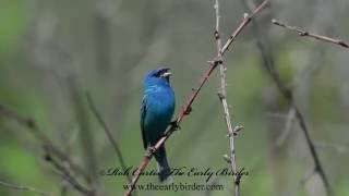 INDIGO BUNTING male singing Passerina cyanea [upl. by Noland]