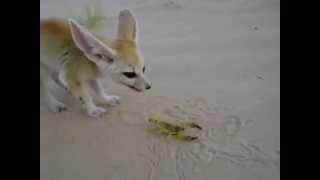 Fennec Fox eats a scorpion [upl. by Iyre]