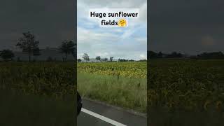 Huge sunflower fields 🤗 travel leipzig [upl. by Boylston]