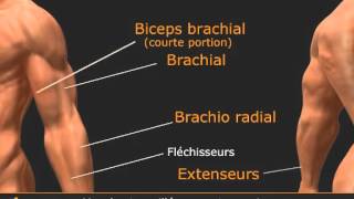 Vidéo des flexions de bras allongé sur le ventre haltère pronation unilatéral [upl. by Dnartreb812]