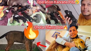 Apbt Female Ka Operation Karvana Pda😢Tab Hua Puppies🐶Chintu Return🔥 [upl. by Ivzt]