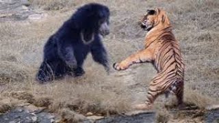 Tiger vs sloth bear fight [upl. by Nahta]