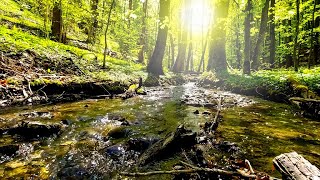 Kleiner Fluss im Wald entspannende Naturgeräusche vom Wasser zum einschlafen ausruhen studieren [upl. by Dlorej92]