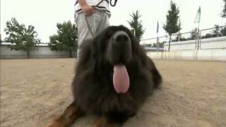 Dogs 101  Tibetan Mastiff [upl. by Cly]