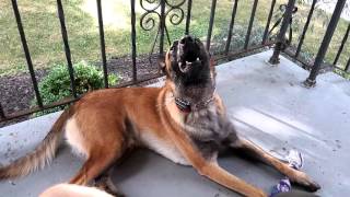 Belgian Malinois howling [upl. by Anemix]