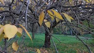 beautiful Cherry trees in autumn nature wildlife parks trails rspb cherry trees sakura [upl. by Lepper]