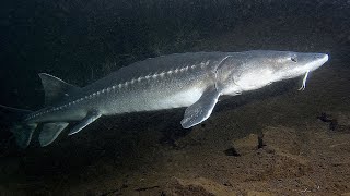 Facts The White Sturgeon [upl. by Savannah]