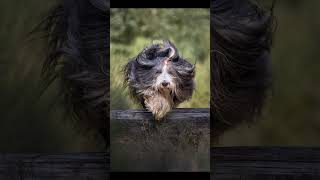 Tipps zur Hundefotografie  Actionbilder [upl. by Fu]