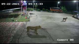 Lion Attack On Dogs Petrol Pump  Capture The Wild  Sasan Gir  Asiatic Lion  Dog Attack Lion [upl. by Etnom947]