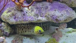 Dexter the Yellowhead Fimbriated Moray eel Gymnothorax fimbriatus watching me clean his glass [upl. by Ramirol261]