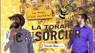 La Torah cest pas sorcier  LE MIEL ET LES ABEILLES [upl. by Siurtemed]