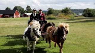 Four in hand Mini Shetland Ponies with garden phaeton carriage [upl. by Asiral]