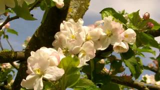 Les pommiers en fleurs où sont les abeilles Blooming apple tree where are the bees [upl. by Icam]