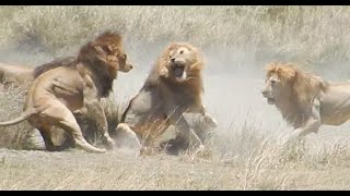 Fight of 4 lions vs 1 part I of V [upl. by Hocker]