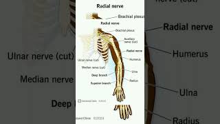 Radial nerve shorts [upl. by Selyn]