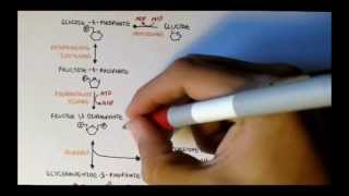 Human Metabolism Map II  Gluconeogenesis amp Glycogenesis [upl. by Nimrak]