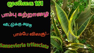 பாம்பு கற்றாழைSansevieria trifasciataமருள் கற்றாழைsnake plantAlasal [upl. by Acessej]