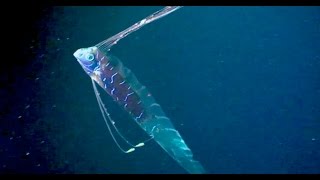 Oarfish The Ultimate Fish Tale [upl. by Harland]