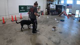 Nosework  introduction  basic introduction to nosework using boxes and treats [upl. by Ginsburg]