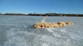 Cattail exploding in slow motion [upl. by Enylrac221]