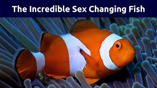 Clownfish Gender Transformation How Male Clownfish Become Female [upl. by Nnateragram607]