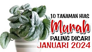 10 Tanaman Hias MURAH Paling Dicari di Bulan Januari 2024 [upl. by Pascasia]