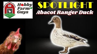 HFG Farm Animal Spotlight Abacot Ranger Duck [upl. by Clymer]