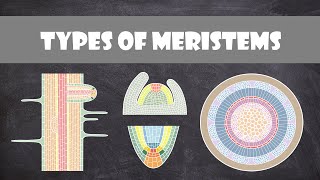 Types of Meristems  Plant Biology [upl. by Amihsat]