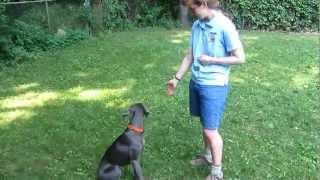 Teaching Your Dog to Hand Target or quotTouchquot [upl. by Yreneh]