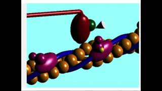 myosin skipping along actin [upl. by Leiria176]