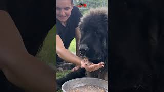 Guardians of the mountains 🏔 dog bigdog dogs animals caucasianshepherd puppy bigdoglovers [upl. by Nroht]