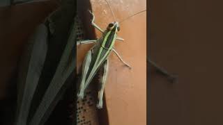 grasshoppers viralvideo nature creatureyoutubeshorts [upl. by Regan]