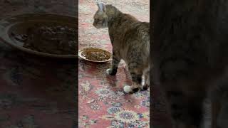 Cats Never Finish their food shorts cat cattime kittytime catlover [upl. by Tempa]