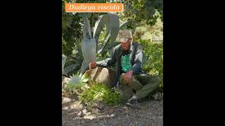 Dudleya viscida Blooming at the Ruth Bancroft Garden in Walnut Creek [upl. by Neram]