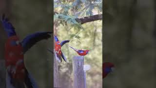 Crimson rosellas rosella birds australianbirds photographer birdphotography live4photography [upl. by Ahseinad312]