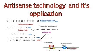 Antisense technology  application of Antisense RNA technology  mechanism of Antisense technology [upl. by Rochelle397]