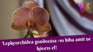 Orchidea gondozása  10 hiba amit ne kövess el [upl. by Eidnac774]