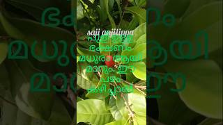 മിറാക്കിൾ ഫ്രൂട്ട് saji anjilippa garden potheri gardening grass [upl. by Eimmelc828]