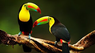 10 Most Beautiful Toucans In The World [upl. by Uchida]