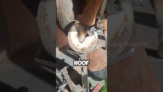 Satisfying Hoof Trim hoof horsecare animal [upl. by Elkcim]