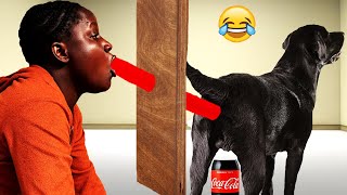 Try Not To Laugh 10   Funny Videos BY FUNNY DITEPUs [upl. by Oijres345]