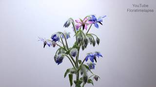 Borage Flowering Time Lapse [upl. by Aemat]