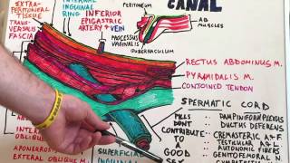 Inguinal Canal  Anatomy Lecture for Medical Students  USMLE Step1 [upl. by Ylicec99]