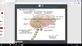 tRNA Binding Sites of Ribosome [upl. by Trellas124]