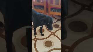 Coco ne bhi Puja Kia  Aarti  cocolife labrador enjoycoco navratrispecial [upl. by Nerhe]