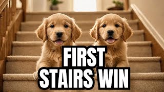 PUPPY POWER Golden Retriever Pups Take On First Stairs Challenge [upl. by Aseneg]