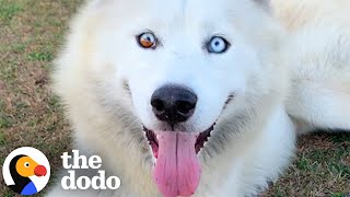 The Most Amazing Husky Stories  The Dodo [upl. by Okihsoy944]