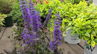 Ajuga Catlins Giant Bugleweed  Popular Groundcover [upl. by Verada]